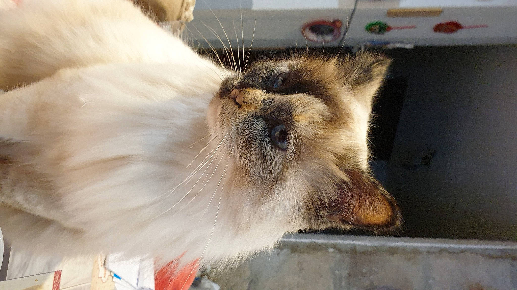 Plume a rejoint le concours — aidez-le/la à gagner de superbes lots ! balinese, birman, carnivore, cat, companion_dog, dog_breed, fawn, felidae, fur, ragdoll, siamese, small_to_medium_sized_cats, snout, tail, terrestrial_animal, thai, whiskers, wildlife