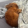dog, sleeping, bed, blanket, brown_fur, cozy, fur, pet, resting, indoor, comfort, curled_up, fabric, soft, cute, animal, relaxed, domestic, household, nap