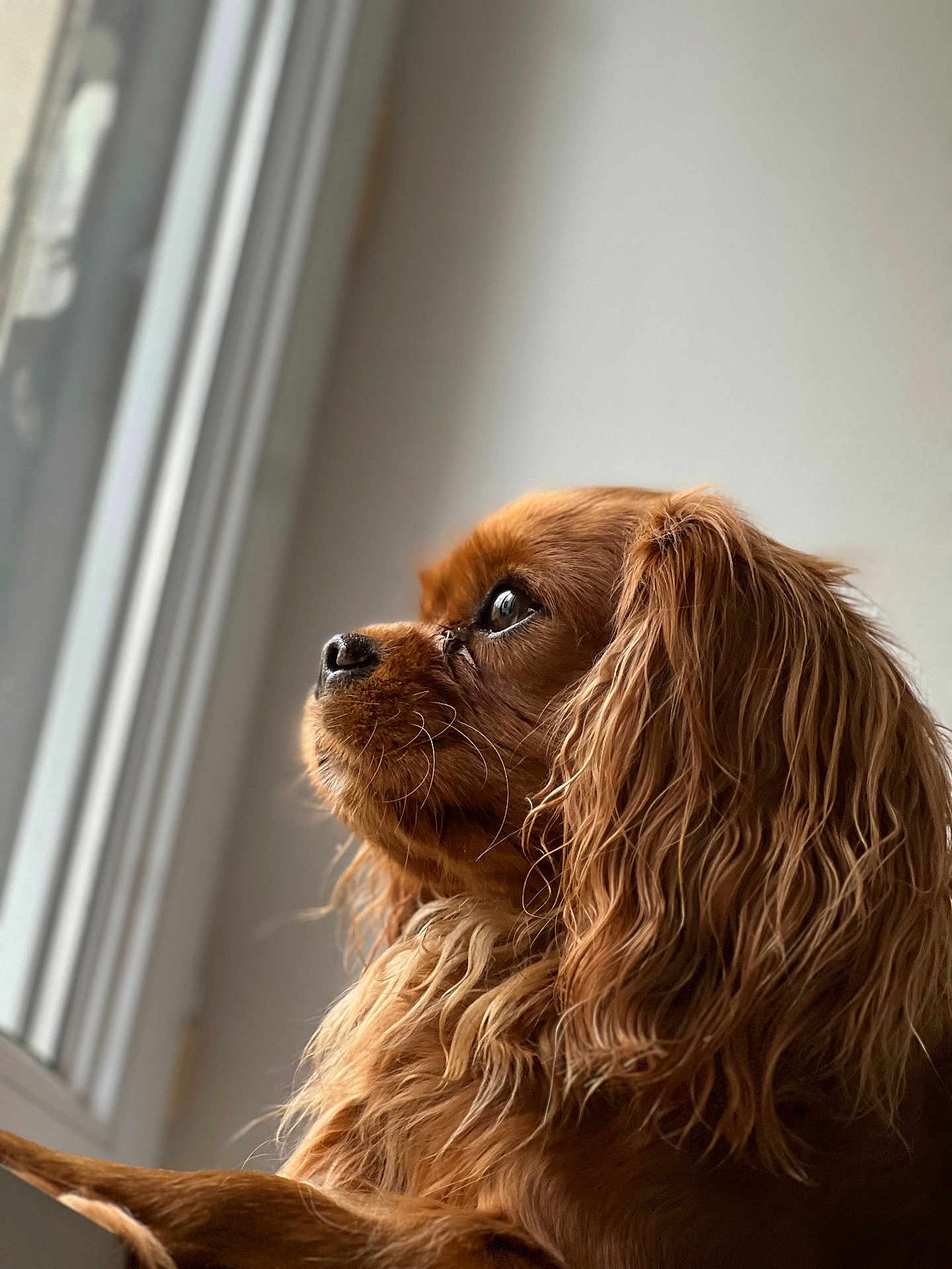 Upsi participe au concours pour gagner de l'argent avec cette photo : dog, cavalier_king_charles_spaniel, pet, window, natural_light, side_profile, fur, brown, long_ears, indoors, animal, looking_out, close_up, whiskers, soft_light, portrait, canine, companion, calm, thoughtful