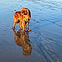 dog, wet, beach, sand, reflection, water, outdoor, animal, brown_dog, canine, nature, shore, pet, sunlight, texture, ripples, standing, looking_away, daytime, calm