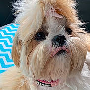 Lollipop is registered to the contest to win money with this photo: adorable, animal, beige, closeup, collar, cozy, cute, dog, eyes, face, fluffy, fur, furry, indoor, nose, pet, pink_clip, portrait, white, zigzag_pattern