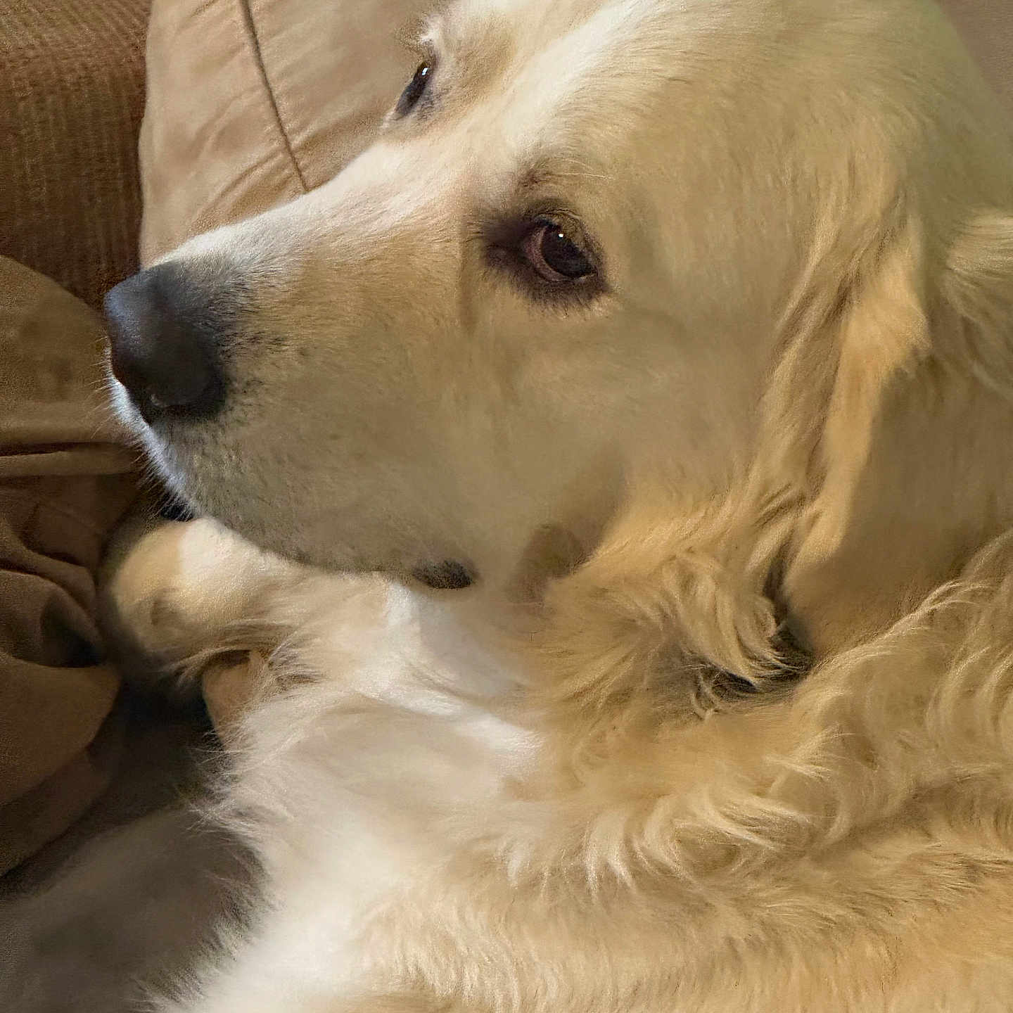 Winston joined the competition — help win amazing prizes! animal, canine, close_up, companion, couch, cozy, cute, dog, domestic, friendly, fur, golden_retriever, indoor, mammal, pet, portrait, profile, relaxed, resting, side_view