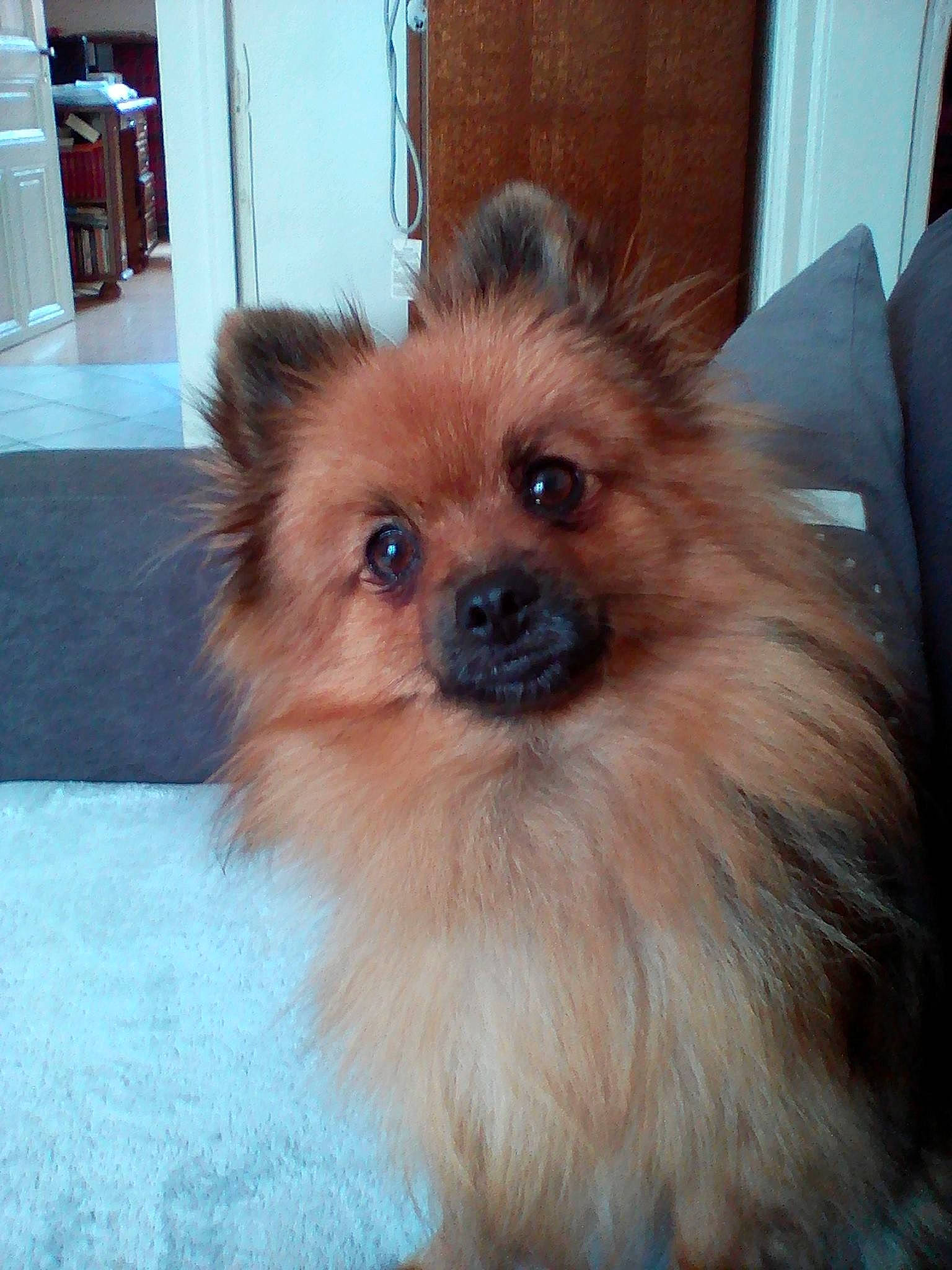 Jena a rejoint le concours — aidez-le/la à gagner de superbes lots ! canidae, carnivore, companion_dog, dog, dog_breed, dog_supply, eye, fawn, fur, german_spitz, german_spitz_klein, liver, pet_supply, snout, spitz, sporting_group, toy_dog, volpino_italiano, whiskers, working_animal