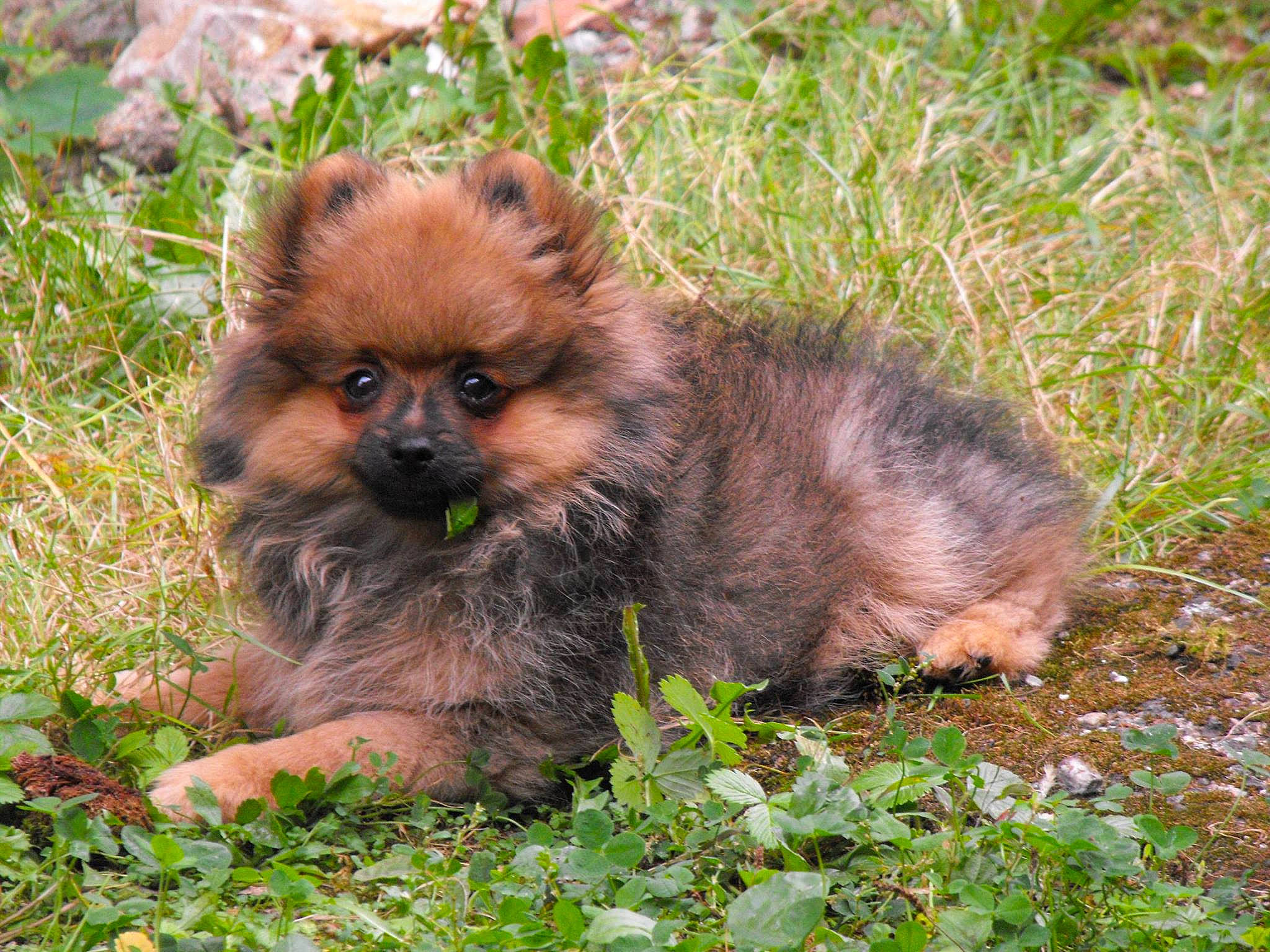 Jena participe au concours pour gagner de l'argent avec cette photo : canidae, carnivore, companion_dog, dog_breed, fawn, fur, grass, groundcover, jungle, liver, primate, snout, soil, sporting_group, terrestrial_animal, wildlife, working_animal