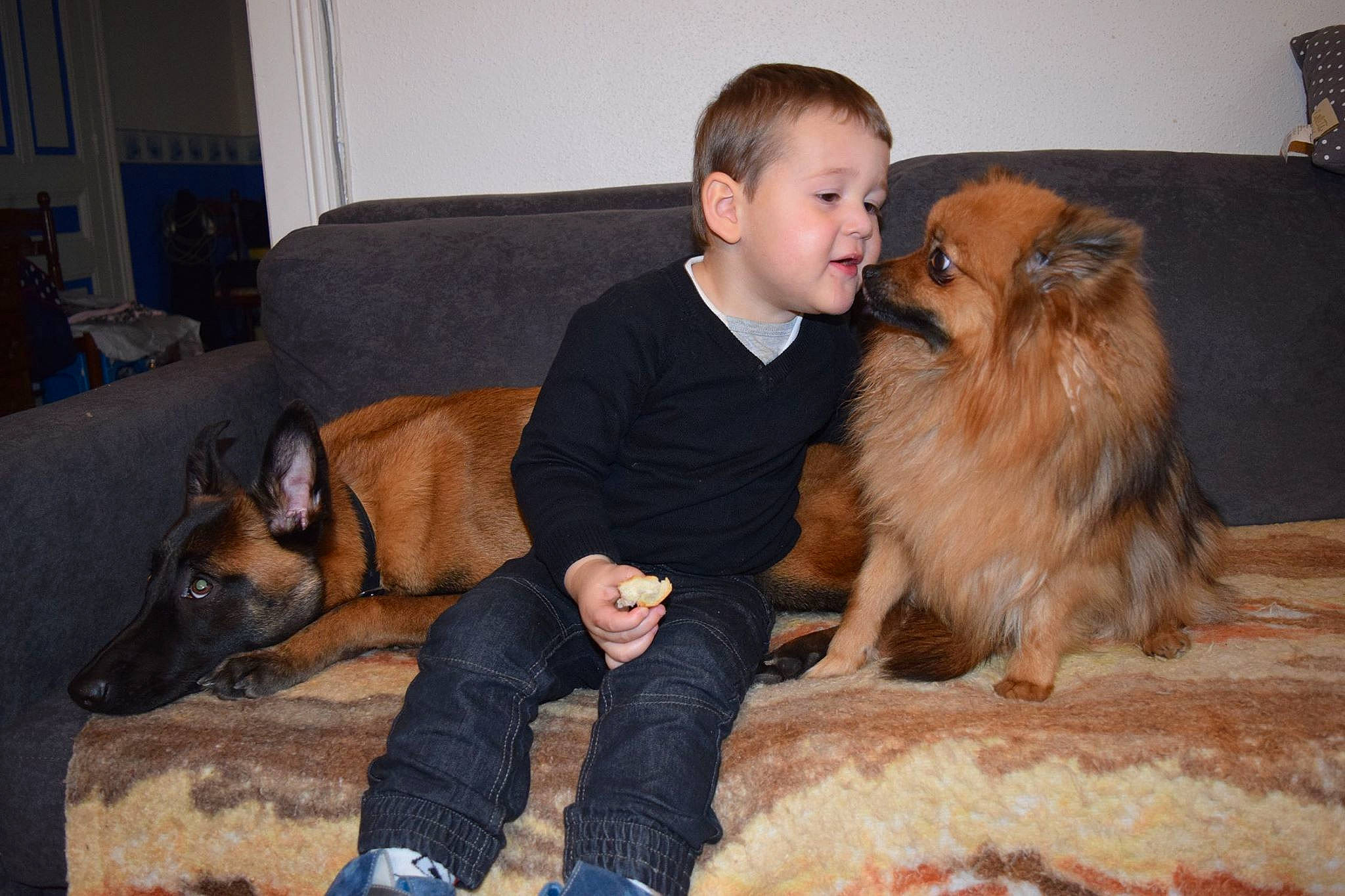 Jena participe au concours pour gagner de l'argent avec cette photo : canidae, carnivore, comfort, companion_dog, couch, dog, dog_breed, fawn, flooring, fur, lap, liver, living_room, room, sitting, smile, spitz, sporting_group, toy_dog, wood