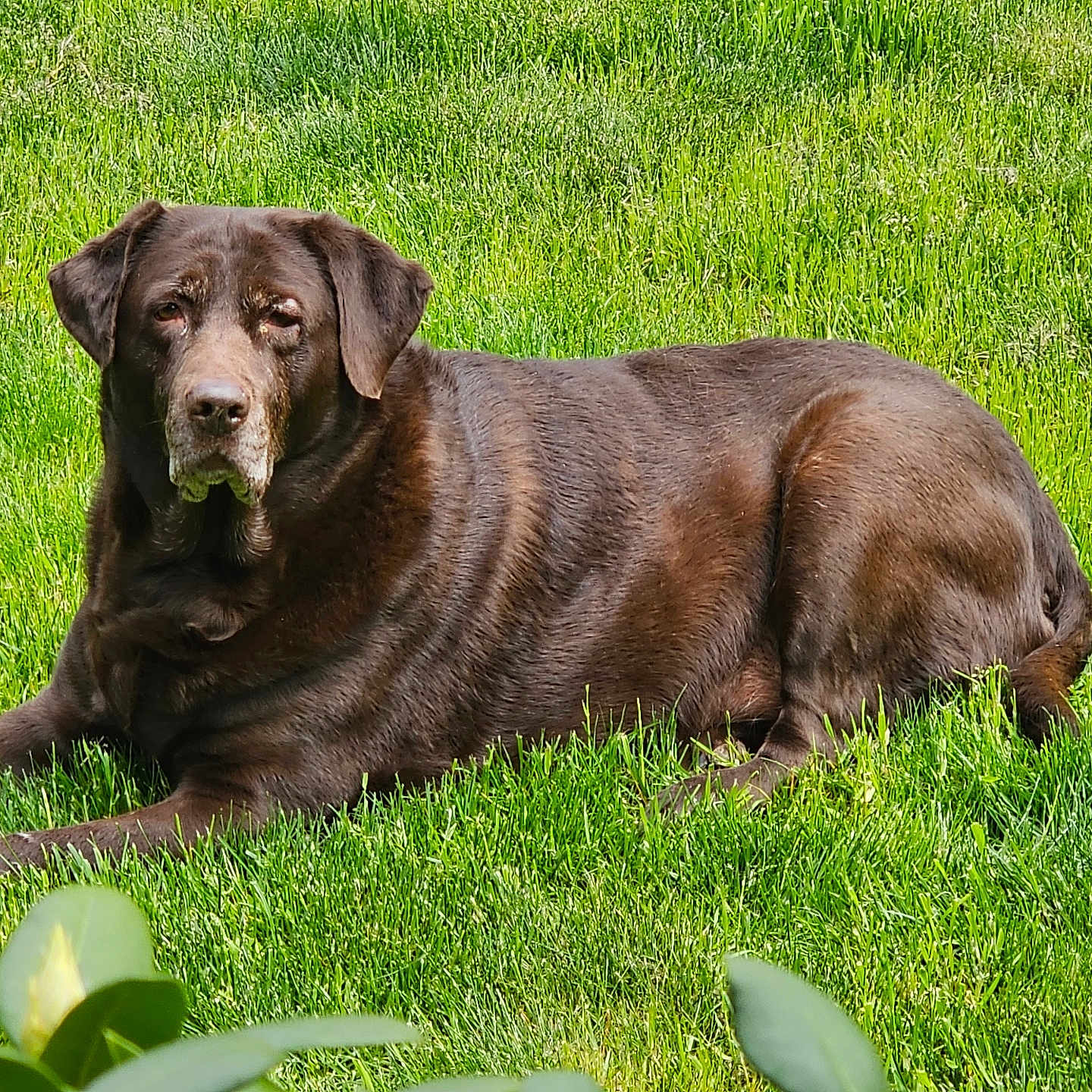 Kloe