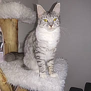 Athéna a rejoint le concours — aidez-le/la à gagner de superbes lots ! cat, tabby_cat, yellow_eyes, fluffy_perch, wooden_cat_tree, indoor, pet, feline, sitting, fur, whiskers, ears, tail, animal, household, cozy, gray_stripes, portrait, pet_furniture, relaxed