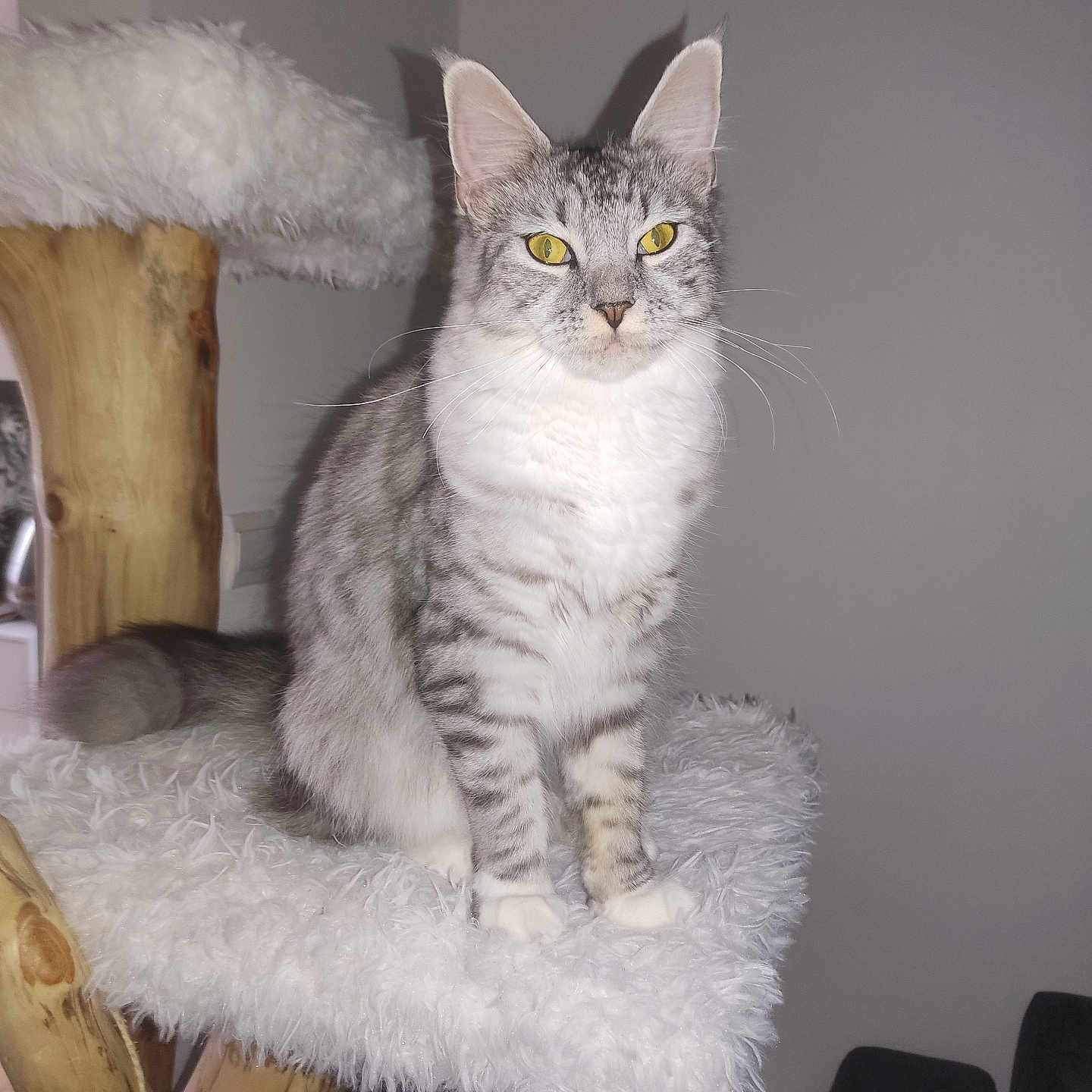 Athéna a rejoint le concours — aidez-le/la à gagner de superbes lots ! animal, cat, cozy, ears, feline, fluffy_perch, fur, gray_stripes, household, indoor, pet, pet_furniture, portrait, relaxed, sitting, tabby_cat, tail, whiskers, wooden_cat_tree, yellow_eyes