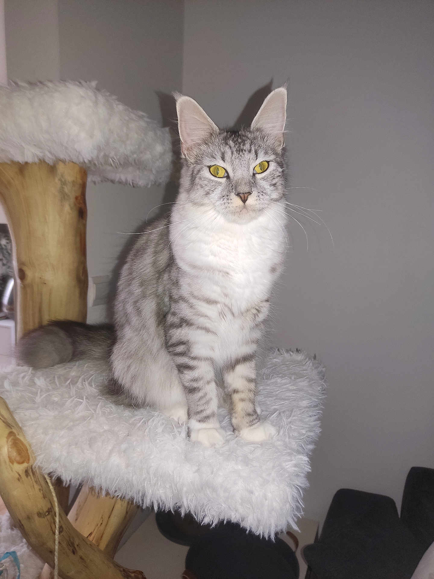 Athéna a rejoint le concours — aidez-le/la à gagner de superbes lots ! cat, tabby_cat, yellow_eyes, fluffy_perch, wooden_cat_tree, indoor, pet, feline, sitting, fur, whiskers, ears, tail, animal, household, cozy, gray_stripes, portrait, pet_furniture, relaxed