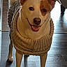 dog, indoor, wooden_floor, knitted_sweater, smiling, pet, canine, domestic_animal, happy, ears_up, tail, person, legs, sitting, home, living_room, casual, footwear, window, natural_light