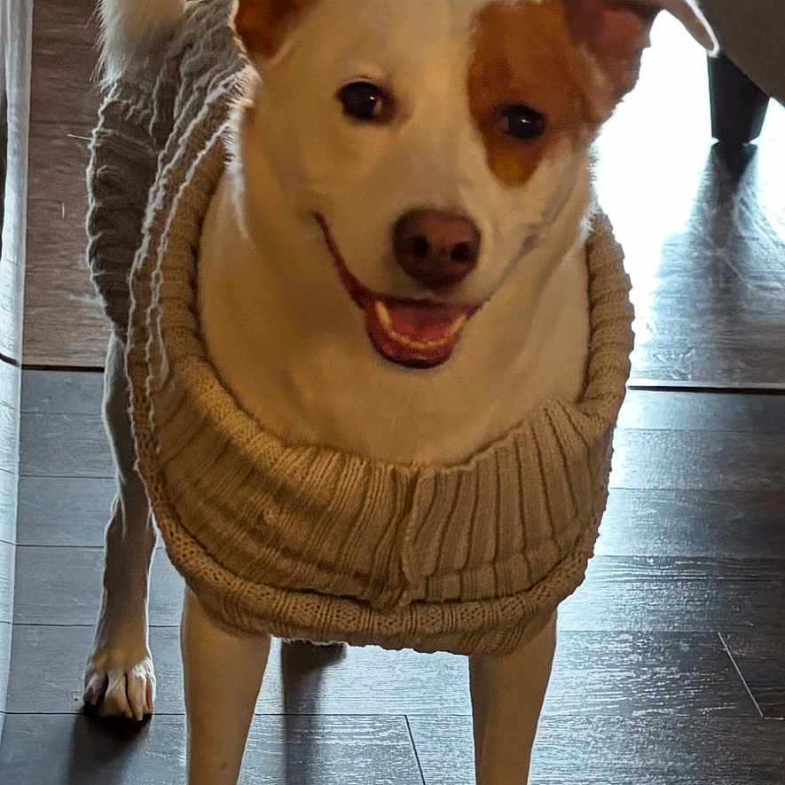 Chikis joined the competition — help win amazing prizes! dog, indoor, wooden_floor, knitted_sweater, smiling, pet, canine, domestic_animal, happy, ears_up, tail, person, legs, sitting, home, living_room, casual, footwear, window, natural_light