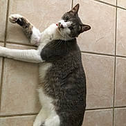 Whiskers joined the competition — help win amazing prizes! cat, gray, white, tile_floor, laying_down, pet, indoor, fur, whiskers, ears, curious, relaxed, animal, mammal, domestic, cute, looking, floor, one_animal, collar