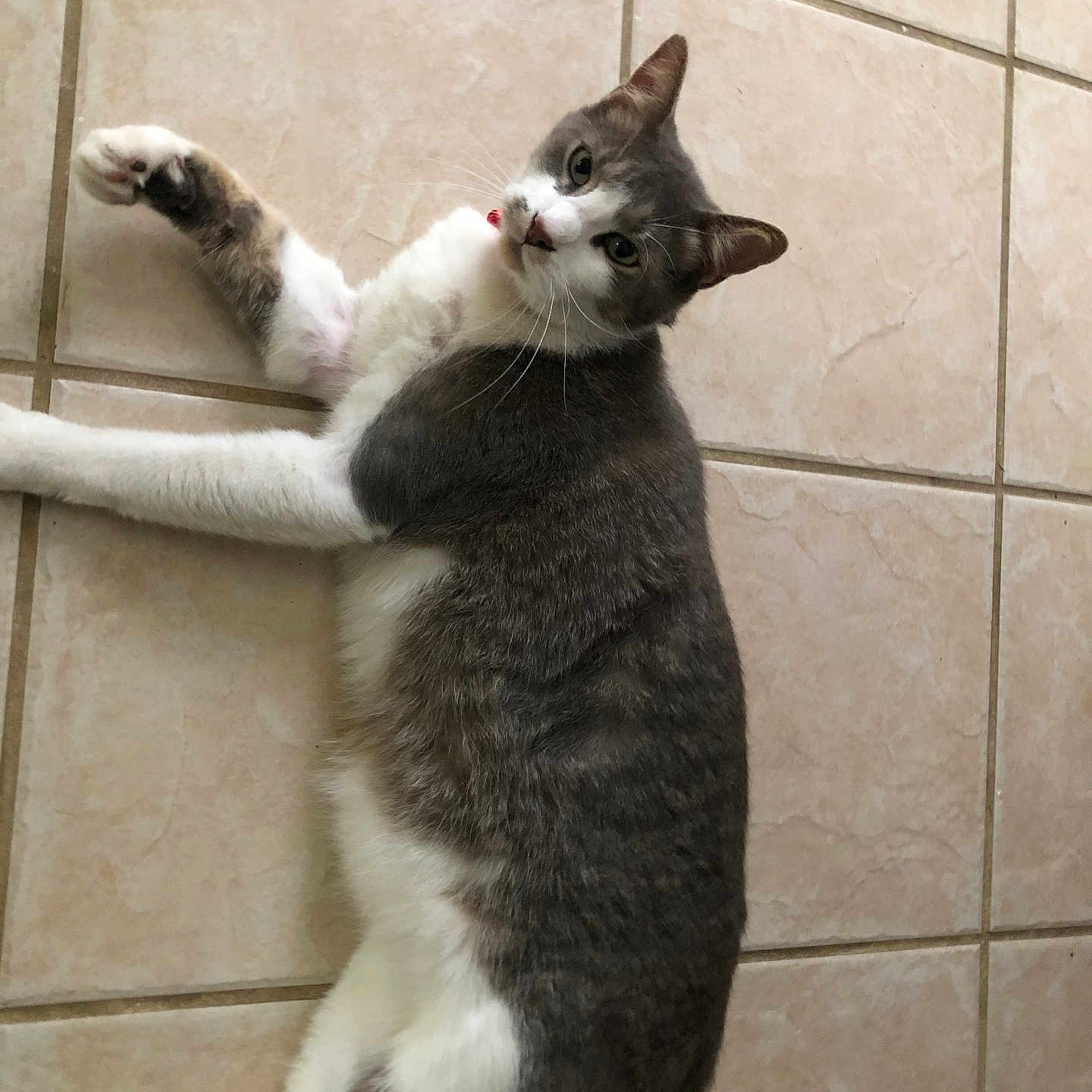 Whiskers joined the competition — help win amazing prizes! cat, gray, white, tile_floor, laying_down, pet, indoor, fur, whiskers, ears, curious, relaxed, animal, mammal, domestic, cute, looking, floor, one_animal, collar