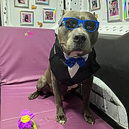Trump is registered to the contest to win money with this photo: animal, black_and_white, costume, cute, decorated_wall, dog, flower_toy, furniture, indoor, paw_prints, pet_accessories, pet_photos, playful, portrait, purple_mat, seated_dog, stylish, sunglasses, toy, tuxedo