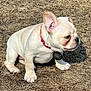 animal, bostonbull, boxer, bulldog, canine, dog, frenchbulldog, grass, pet, pitbull, plant, puppy, soil, whitedog