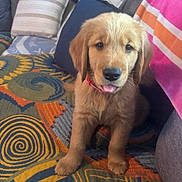 Ace is registered to the contest to win money with this photo: puppy, golden_retriever, dog, pet, couch, pillows, blanket, indoor, cute, fur, tongue_out, animal, young_dog, sitting, colorful, cozy, home, living_room, pattern, soft