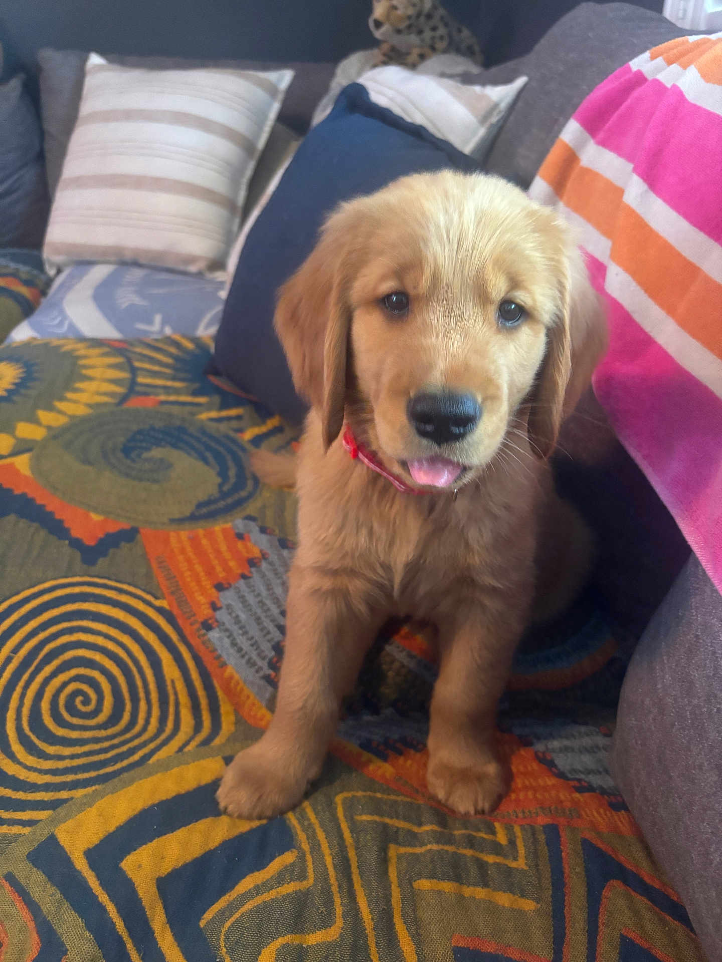 Ace is registered to the contest to win money with this photo: puppy, golden_retriever, dog, pet, couch, pillows, blanket, indoor, cute, fur, tongue_out, animal, young_dog, sitting, colorful, cozy, home, living_room, pattern, soft