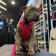 Goldie joined the competition — help win amazing prizes! puppy, dog, brindle, pink_harness, leash, pet, retail_store, shoe_shelf, sneakers, footwear, bench, indoor, portrait, close_up, cute, young_dog, lighting, store_display, consumer_goods, fashion