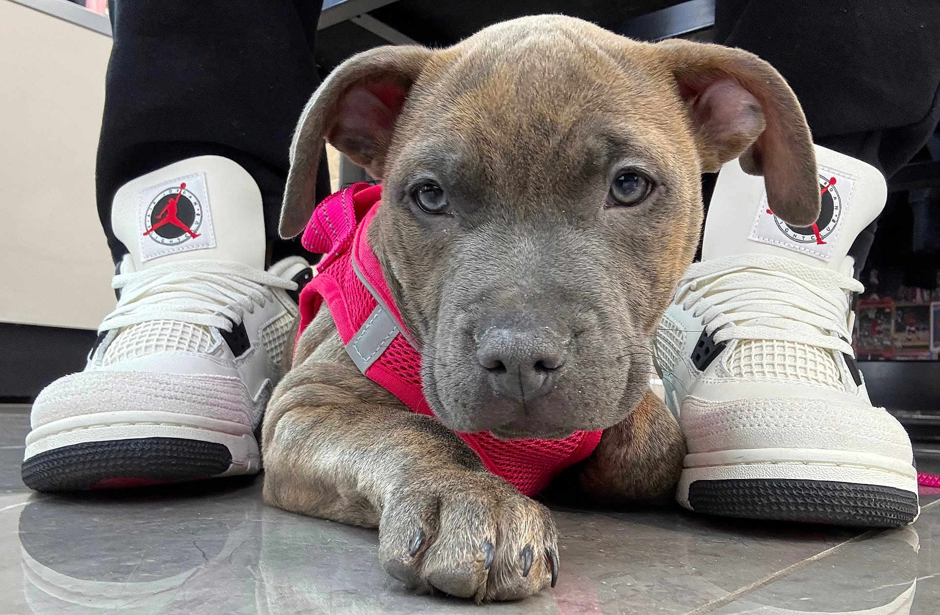 Goldie is registered to the contest to win money with this photo: puppy, dog, pet, pink_harness, sneakers, shoes, paws, nails, close_up, portrait, muzzle, ears, whiskers, floor, tiles, reflection, indoors, resting, curious_eyes, human_legs