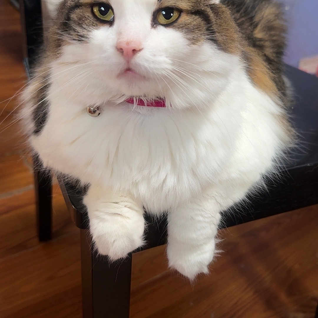 Mia