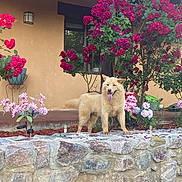 Kuma is registered to the contest to win money with this photo: dog, flower, stone_wall, garden, house, window, plant, porch, greenery, pet, outdoor, nature, red_flower, pink_flower, happy, tongue_out, fur, canine, daylight, wall_lamp
