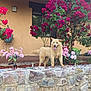 dog, flower, stone_wall, garden, house, window, plant, porch, greenery, pet, outdoor, nature, red_flower, pink_flower, happy, tongue_out, fur, canine, daylight, wall_lamp