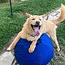 Kuma joined the competition — help win amazing prizes! dog, golden_dog, blue_ball, grass, stone_path, outdoor, happy, tongue_out, collar, playful, pet, canine, animal, fur, tail, paws, nature, smiling, daylight, joyful