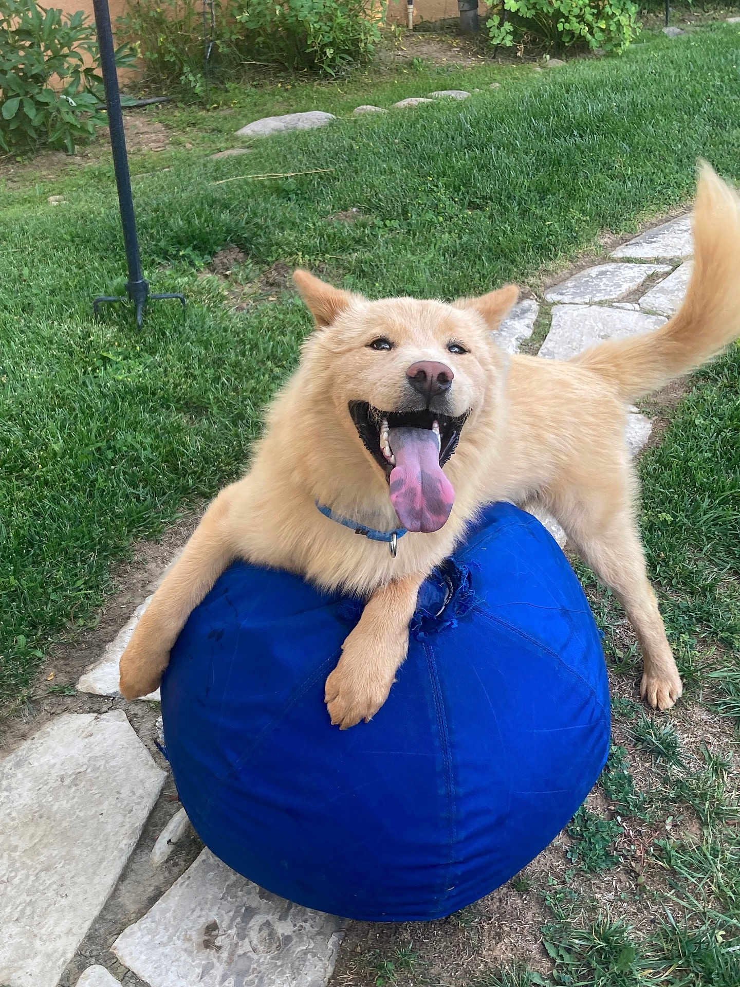 Kuma