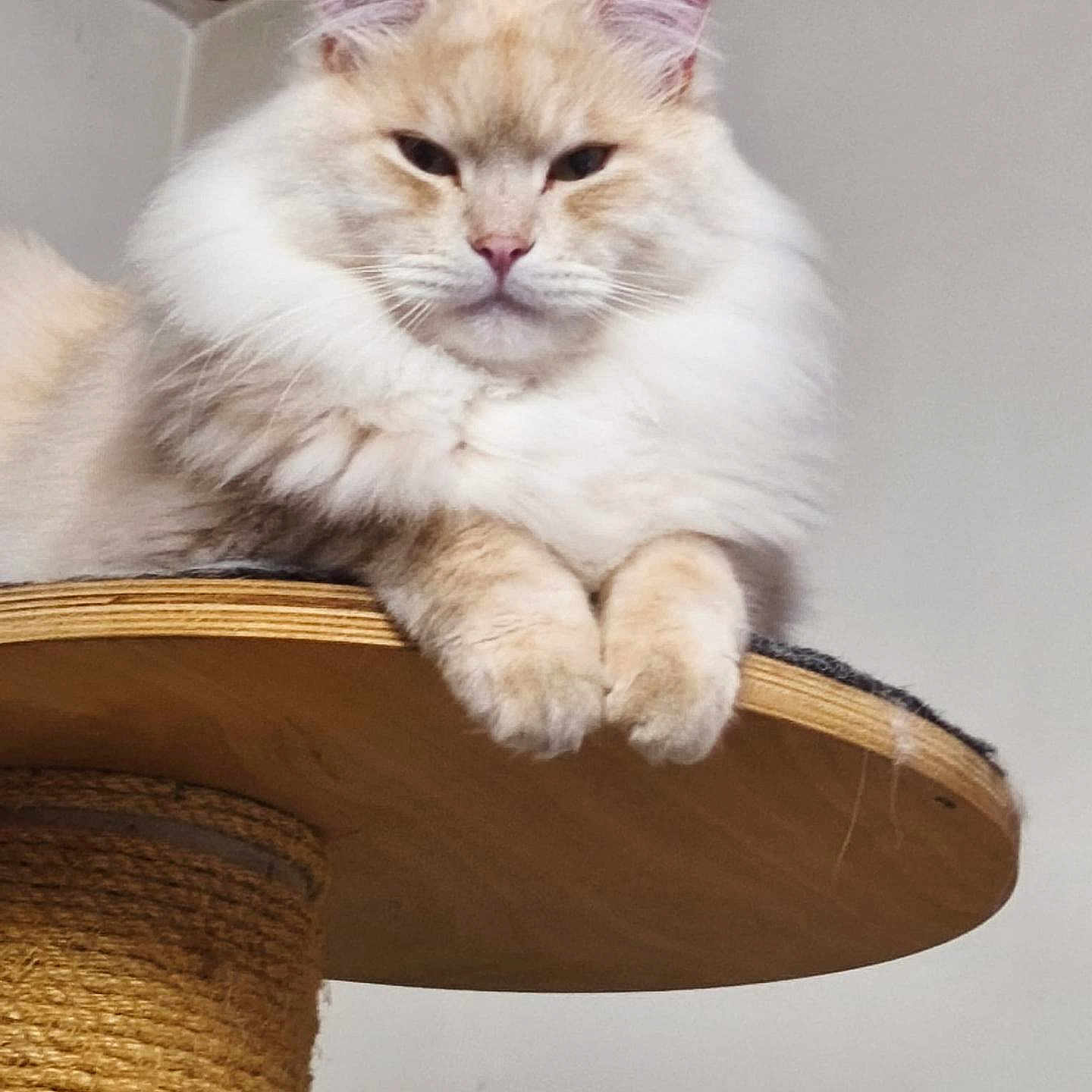 Binka a rejoint le concours — aidez-le/la à gagner de superbes lots ! animal, calm, cat, cream_color, cute, domestic, ears, face, feline, fluffy, fur, indoors, paws, perch, pet, relaxed, sitting, whiskers, white_fur, wooden