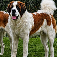 Damon a rejoint le concours — aidez-le/la à gagner de superbes lots ! dog, saint_bernard, animal, pet, outdoor, grass, fur, tail, tongue, brown_and_white, large_dog, canine, mammal, nature, leafy_background, standing, friendly, portrait, daylight, cute
