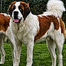 dog, saint_bernard, animal, pet, outdoor, grass, fur, tail, tongue, brown_and_white, large_dog, canine, mammal, nature, leafy_background, standing, friendly, portrait, daylight, cute