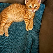 Mango is registered to the contest to win money with this photo: blanket, blue_blanket, cat, couch, cozy, cute, ears, feline, fur, indoor, kitten, orange_cat, paw, pet, relaxed, resting, sleepy, texture, whiskers, young_animal