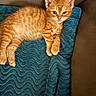 blanket, blue_blanket, cat, couch, cozy, cute, ears, feline, fur, indoor, kitten, orange_cat, paw, pet, relaxed, resting, sleepy, texture, whiskers, young_animal