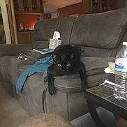 Pepper is registered to the contest to win money with this photo: black_cat, cat, living_room, couch, gray_couch, blue_blanket, tissue_box, water_bottle, table, furniture, indoor, pet, animal, relaxed, staring, home, cozy, armrest, carpet, cabinet