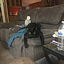 black_cat, cat, living_room, couch, gray_couch, blue_blanket, tissue_box, water_bottle, table, furniture, indoor, pet, animal, relaxed, staring, home, cozy, armrest, carpet, cabinet