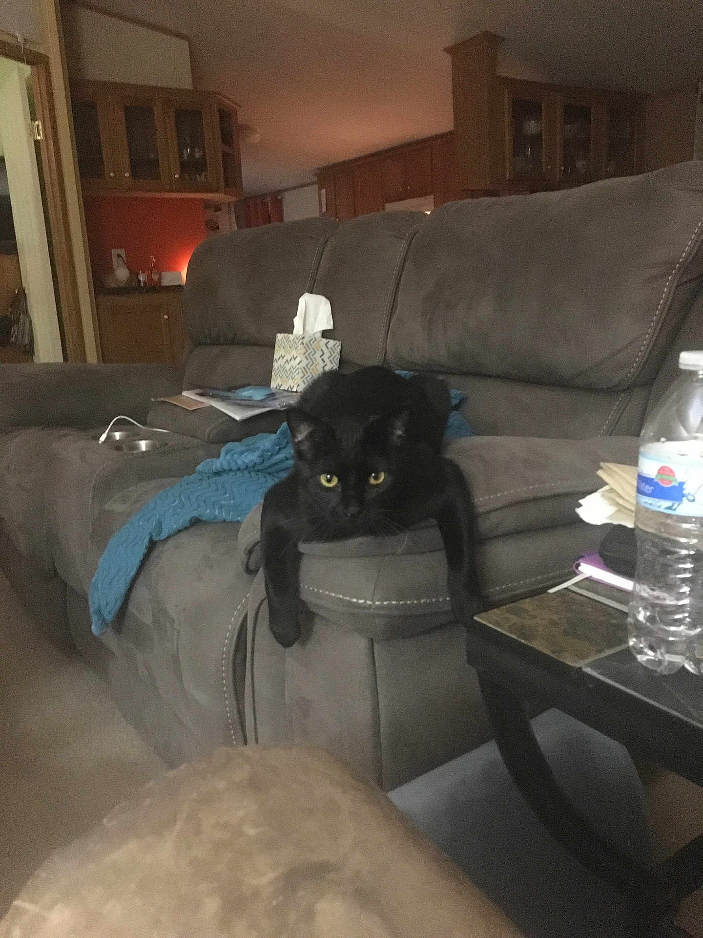 Pepper is registered to the contest to win money with this photo: black_cat, cat, living_room, couch, gray_couch, blue_blanket, tissue_box, water_bottle, table, furniture, indoor, pet, animal, relaxed, staring, home, cozy, armrest, carpet, cabinet