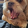 Max joined the competition — help win amazing prizes! dog, yawning, fluffy, pet, indoor, closeup, mouth_open, fur, cute, animal, companion, resting, lap, television, living_room, relaxed, expression, indoor_lighting, snout, whiskers
