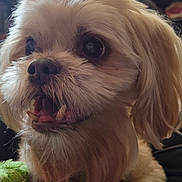 Max is registered to the contest to win money with this photo: dog, small_dog, fluffy, indoor, pet, animal, cute, lying_down, fur, face, mouth_open, watching, close_up, television, blurred_background, domestic, companion, curious, whiskers, fur_texture
