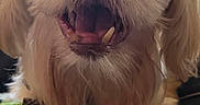 Max joined the competition — help win amazing prizes! animal, beard, canine, closeup, cute, dog, domestic, expression, face, friendly, fur, happy, indoor, looking, mammal, paw, pet, smiling, teeth, tongue