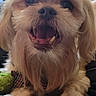 Max joined the competition — help win amazing prizes! dog, pet, closeup, smiling, happy, cute, fur, animal, indoor, paw, beard, face, canine, mammal, friendly, domestic, expression, looking, tongue, teeth