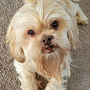 Max joined the competition — help win amazing prizes! animal, carpet, close_up, cream_fur, cute, dog, eyes, face, fluffy, home, indoors, long_hair, lying_down, nose, paws, pet, portrait, shaggy, small_dog, white_fur