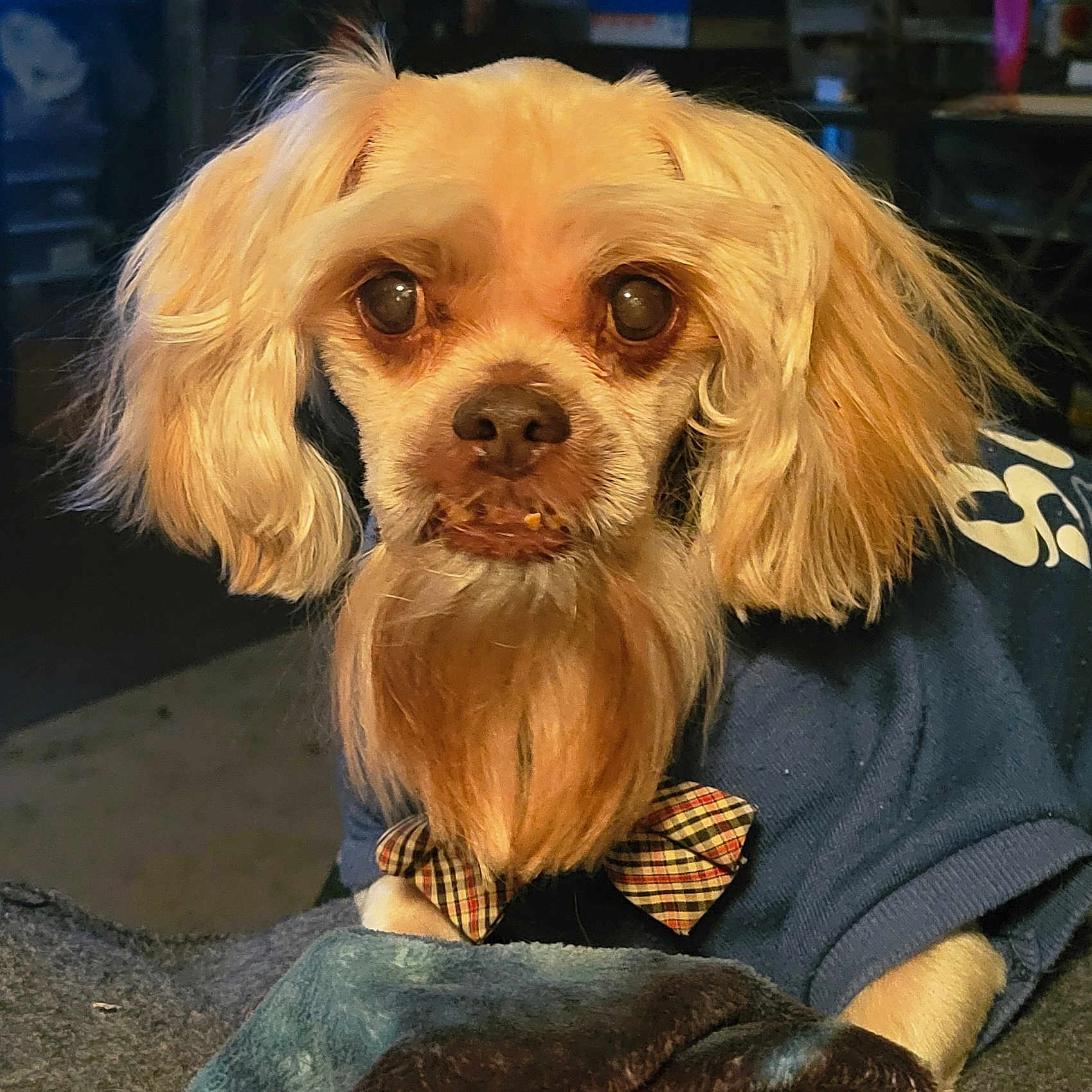 Max joined the competition — help win amazing prizes! dog, pet, bow_tie, blue_sweater, long_hair, beard, ears, indoor, cozy, blanket, fur, looking_at_camera, close_up, cute, animal, mammal, portrait, warm_lighting, face, expression