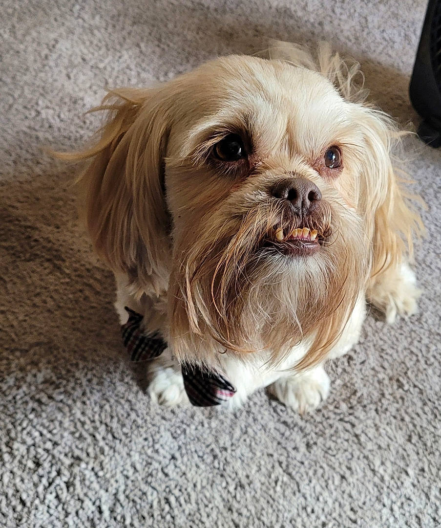 Max Little Man Meeks is registered to the contest to win money with this photo: biewer_terrier, canidae, carnivore, companion_dog, dog, dog_breed, fur, liver, mal_shi, maltepoo, poodle_crossbreed, puppy, shih_poo, shih_tzu, small_terrier, sporting_group, terrestrial_animal, terrier, toy_dog, working_animal