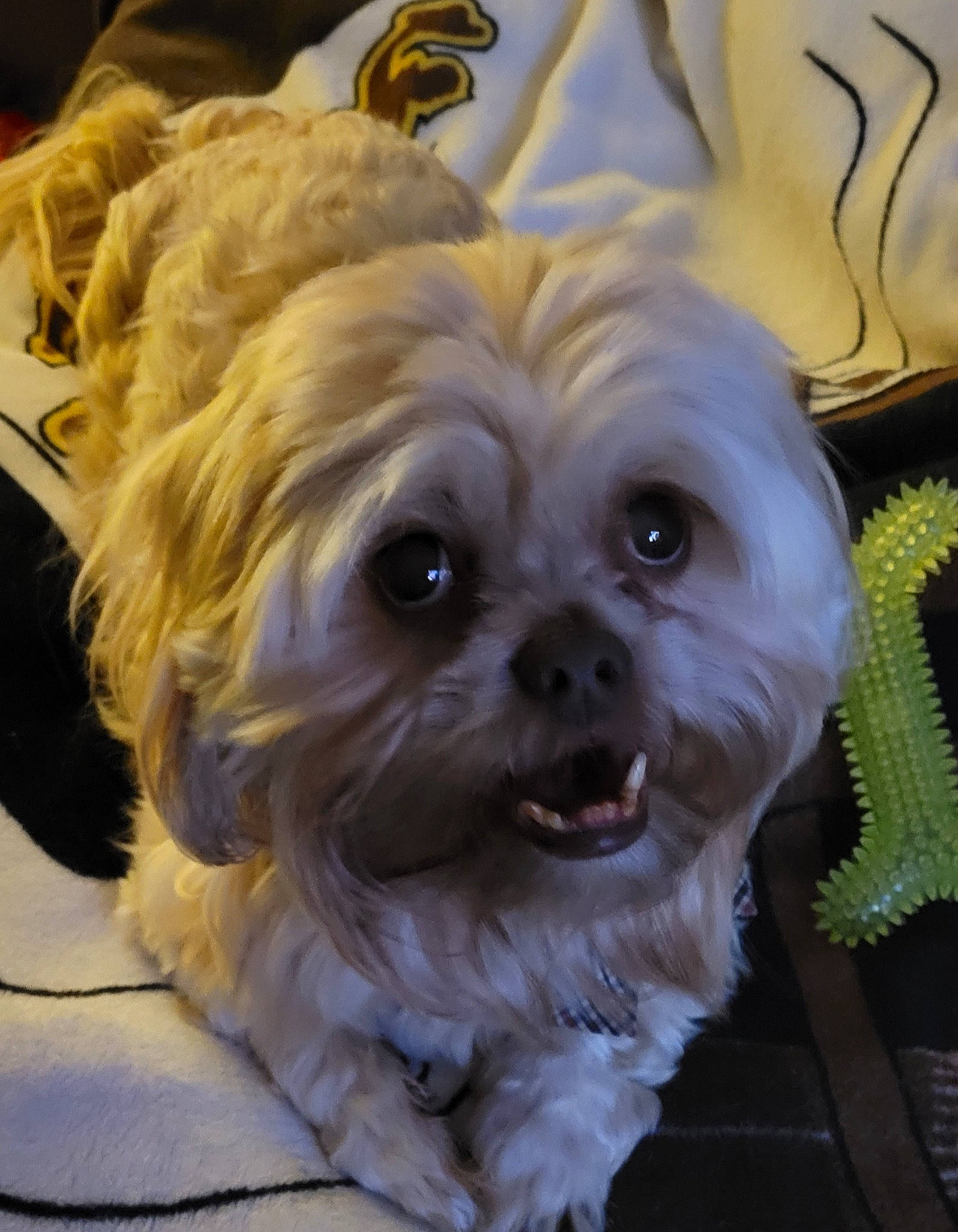 Max Little Man Meeks is registered to the contest to win money with this photo: canidae, carnivore, companion_dog, dog, dog_breed, dog_supply, fawn, fur, liver, maltepoo, non_sporting_group, puppy_love, shih_tzu, small_terrier, snout, sporting_group, terrier, toy_dog, whiskers, working_animal