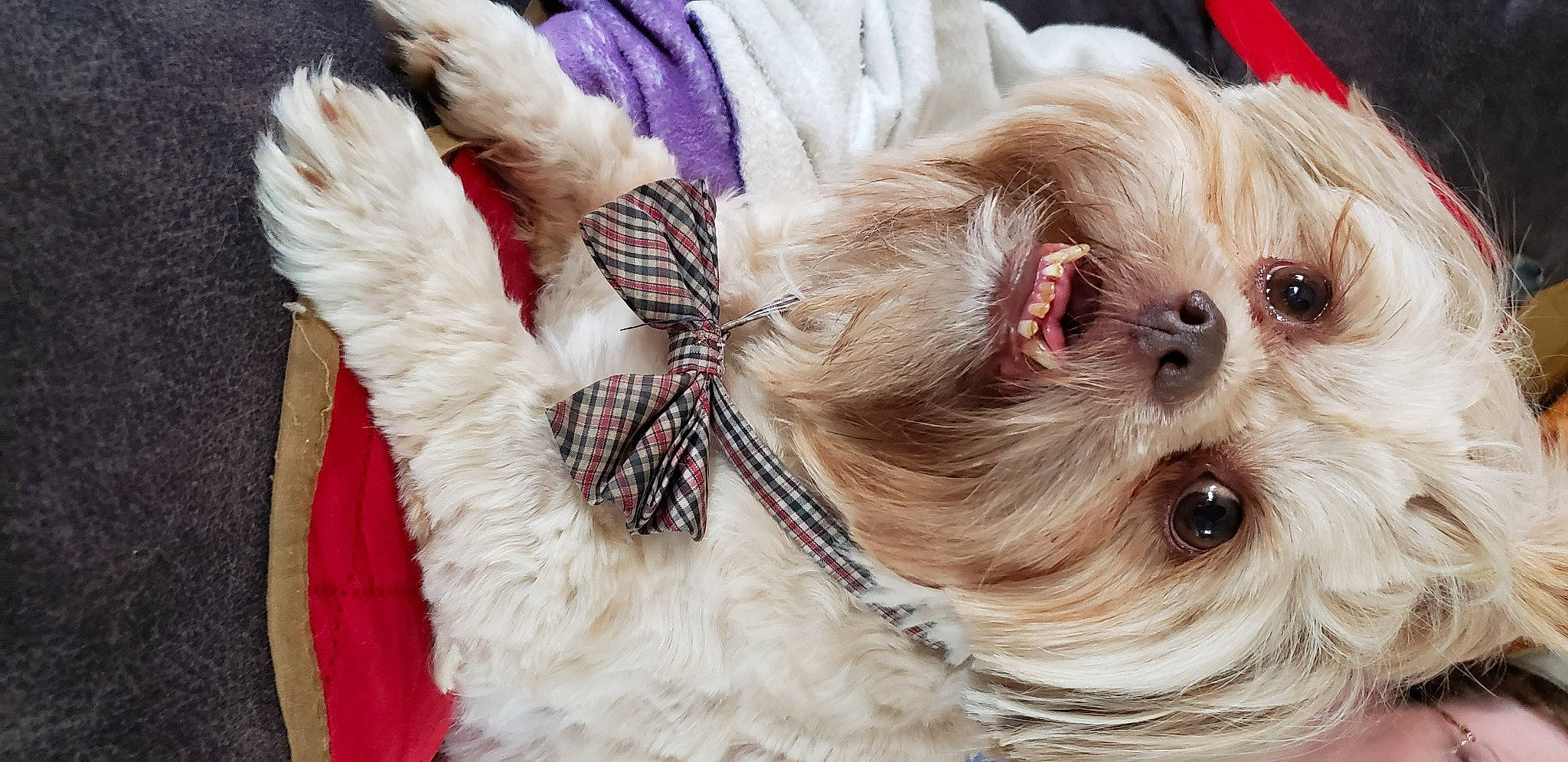 Max Little Man Meeks is registered to the contest to win money with this photo: carnivore, collar, companion_dog, dog, dog_breed, dog_clothes, dog_collar, dog_supply, eyewear, fashion_accessory, fawn, fur, liver, small_terrier, snout, sunglasses, terrier, tie, toy_dog, working_animal