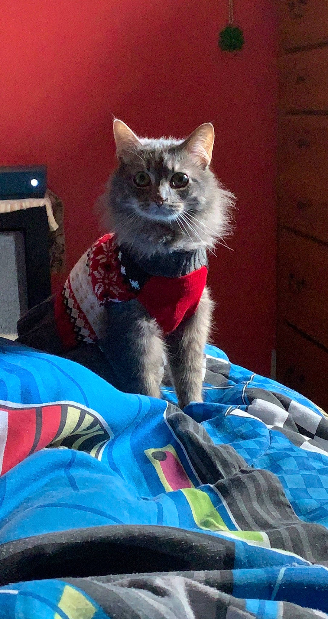 Theodore is registered to the contest to win money with this photo: cabinetry, carnivore, cat, chest, chest_of_drawers, comfort, domestic_short_haired_cat, drawer, electric_blue, fawn, felidae, fur, magenta, pattern, russian_blue, sitting, small_to_medium_sized_cats, tail, whiskers, wood