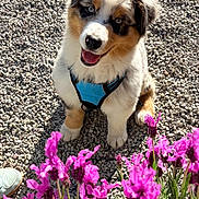 Baloo participe au concours pour gagner de l'argent avec cette photo : puppy, dog, blue_harness, gravel, flowers, purple_flowers, outdoor, sunlight, happy, smiling, fur, cute, pet, nature, grass, plant, sitting, portrait, closeup, young_dog