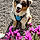 Baloo
