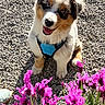 puppy, dog, blue_harness, gravel, flowers, purple_flowers, outdoor, sunlight, happy, smiling, fur, cute, pet, nature, grass, plant, sitting, portrait, closeup, young_dog