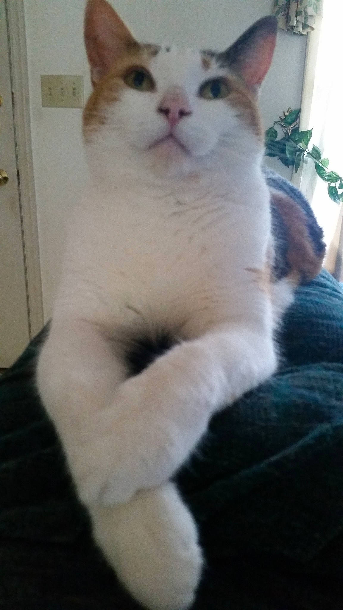 Isabella joined the competition — help win amazing prizes! carnivore, cat, claw, domestic_short_haired_cat, door, eye, felidae, fur, head, houseplant, iris, paw, pet_supply, plant, small_to_medium_sized_cats, snout, tail, whiskers